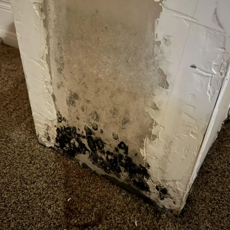 Professional Mold Removal in Roselle, NJ
